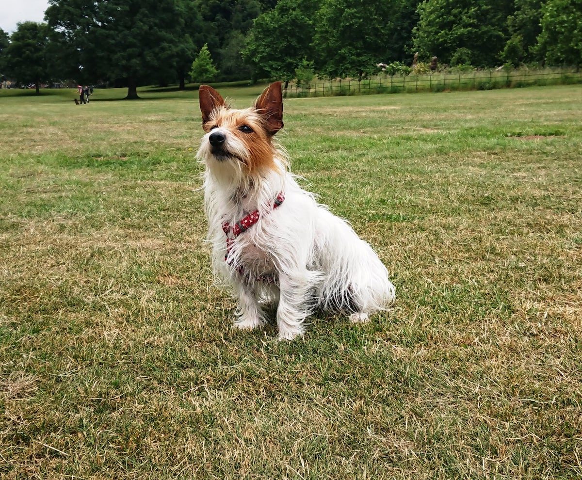 Trixie