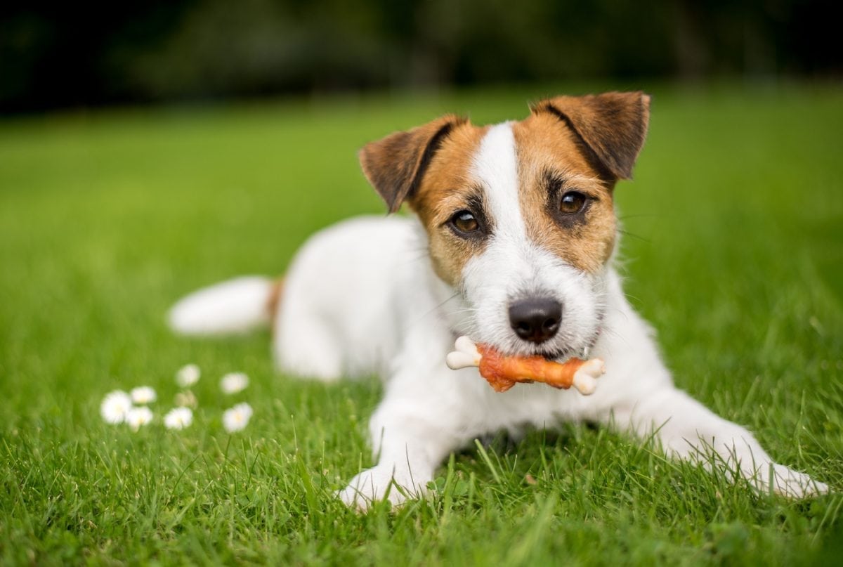 Meaty treats deals