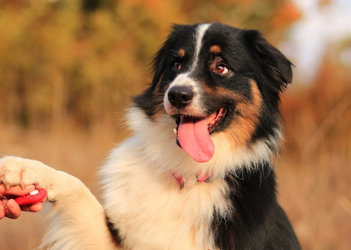 5 Simple Tips for Training Your Dog
