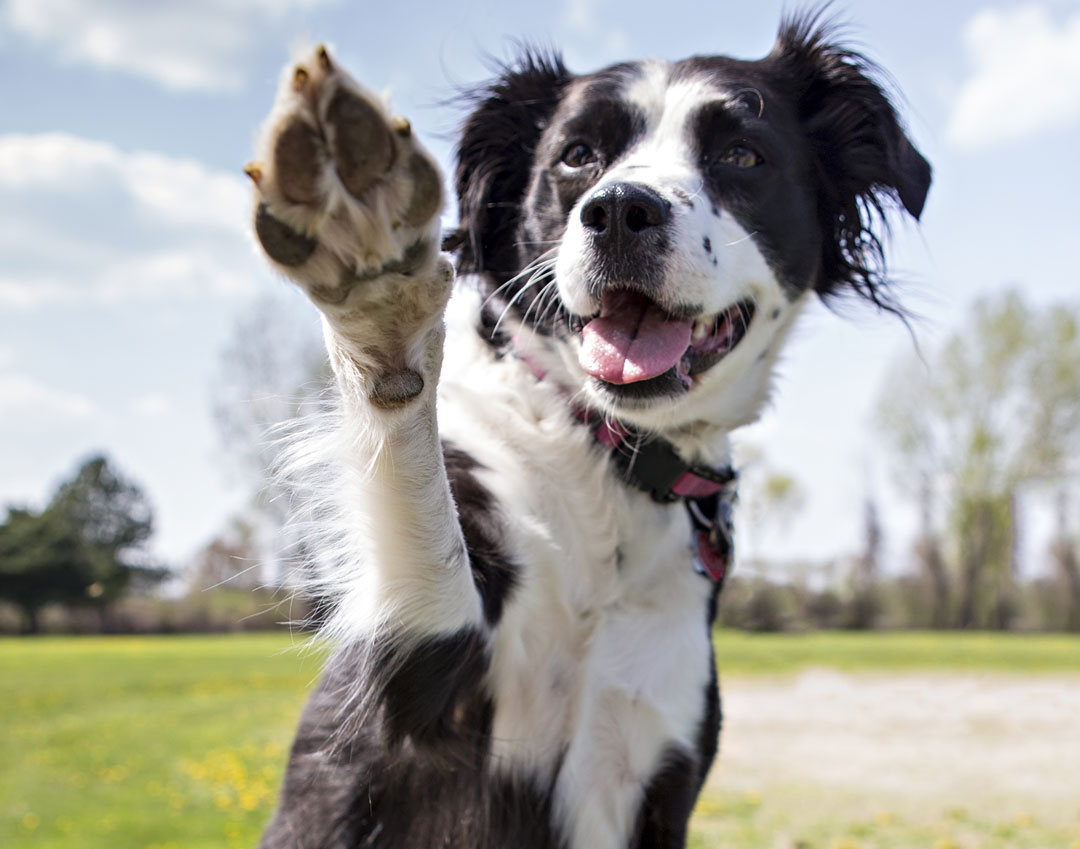 5 Super Easy Tricks to Teach Your Dog - Our Advice Hub | Good Boy