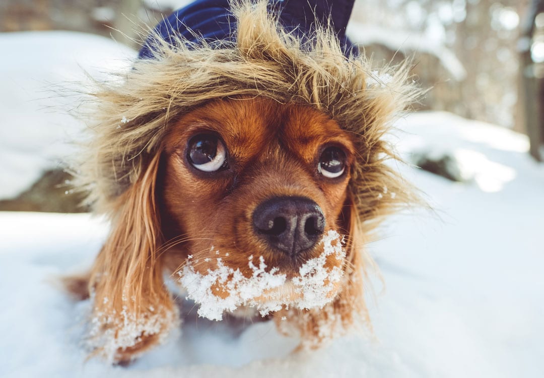 Celebrating Christmas With Your Dog