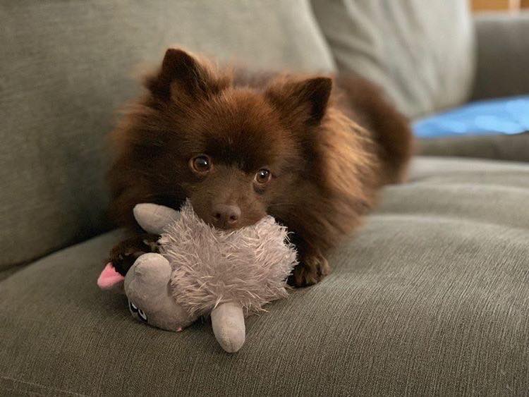 Helping Your Dog With Separation Anxiety