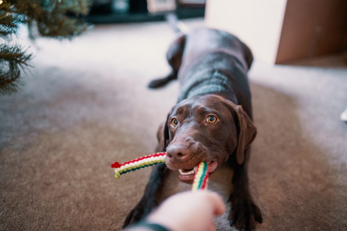 Games to Play Inside With Your Dog