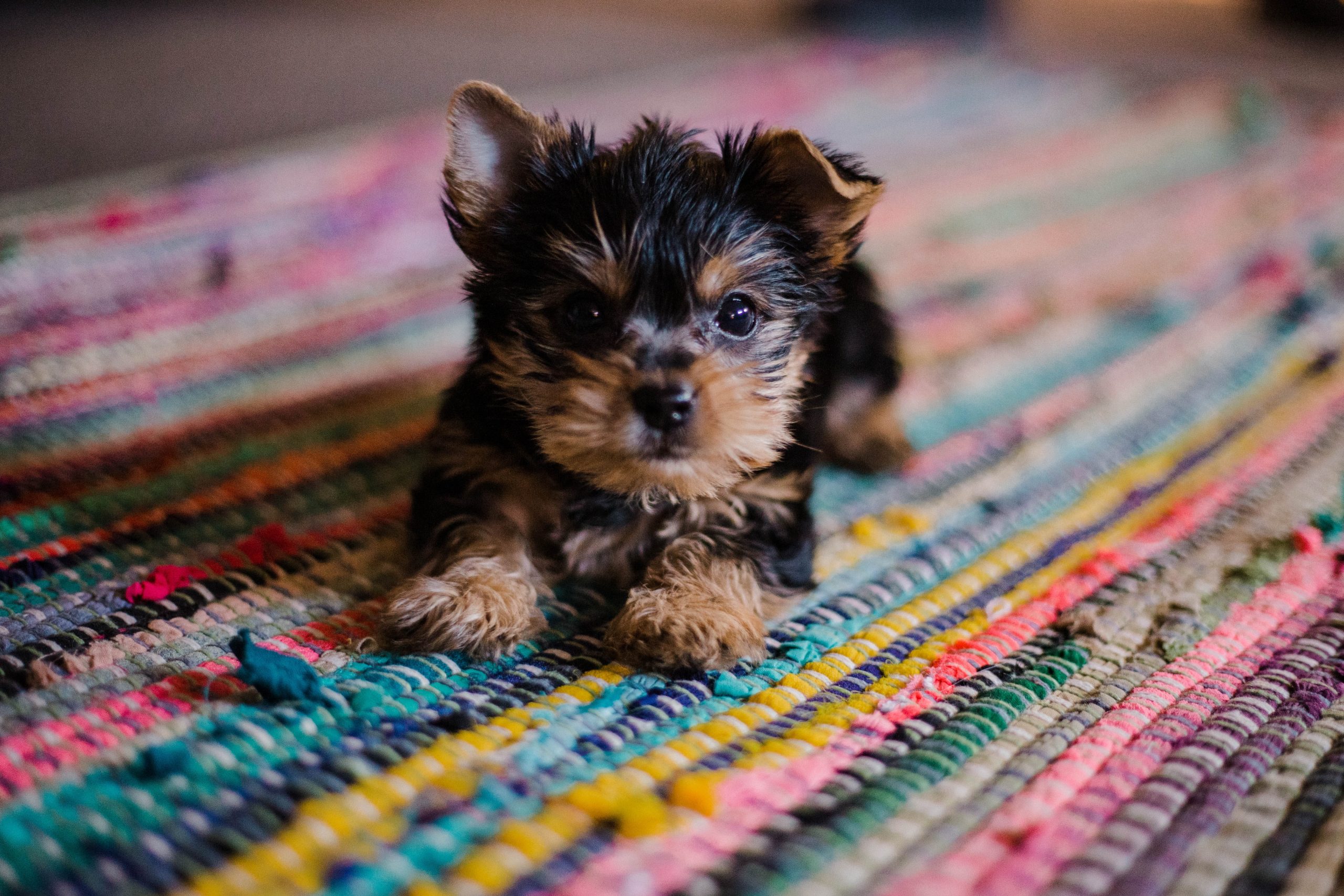 how long can a 3 month old puppy hold its bladder