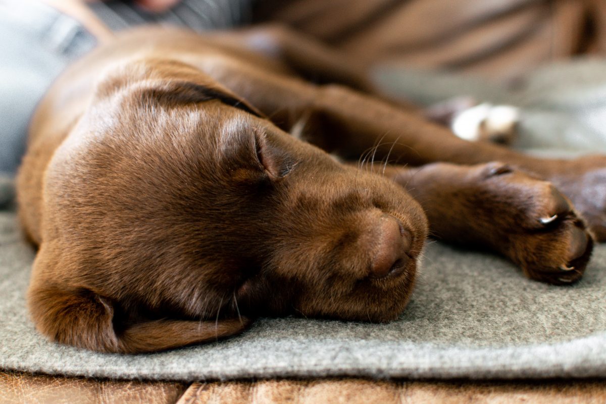 do puppies need water during the night